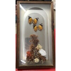 VTG Framed Real Butterfly Taxidermy Art Floral Glass Shadowbox Display Mirror